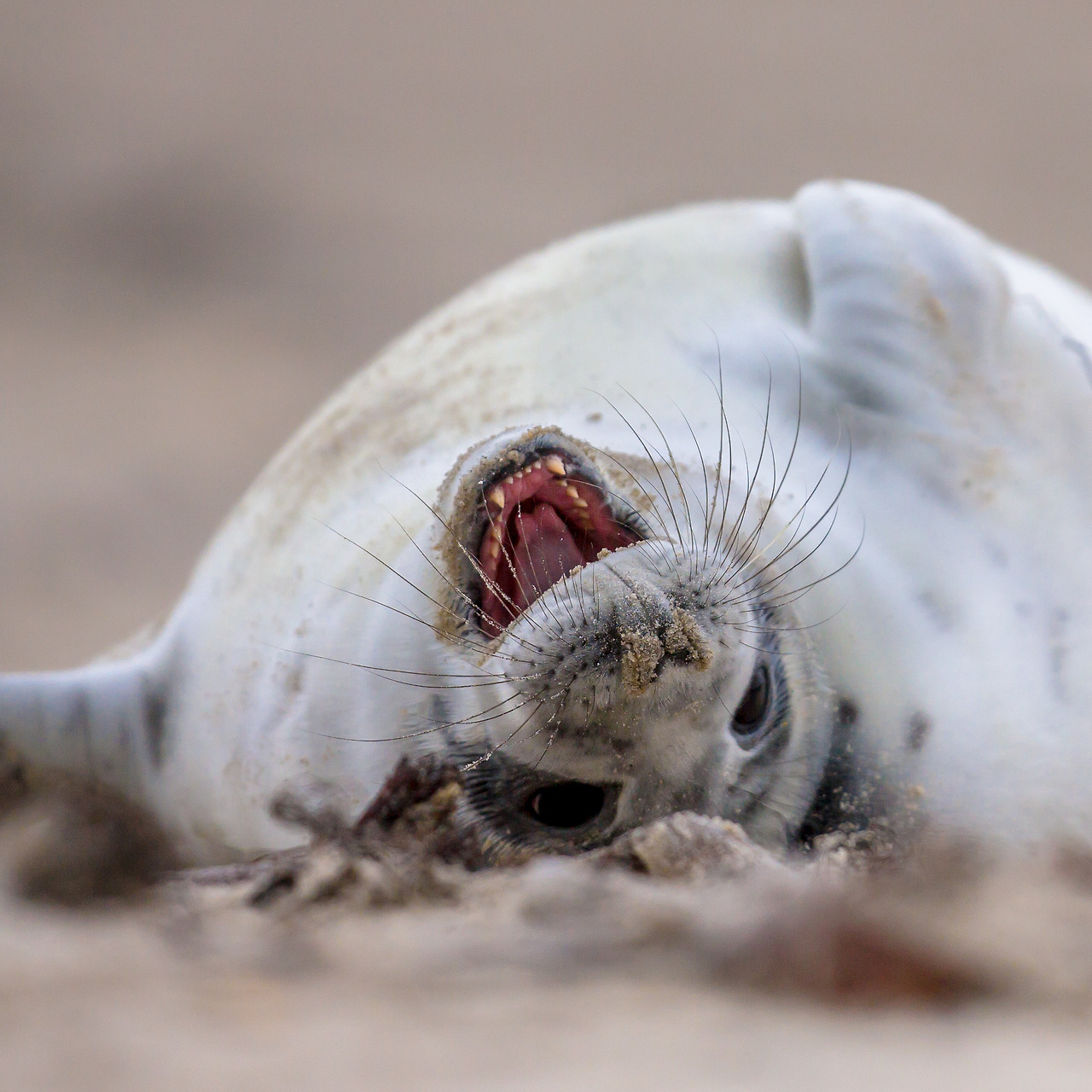 puppy-seal-bent-of-laughter-P8BU62D.jpg