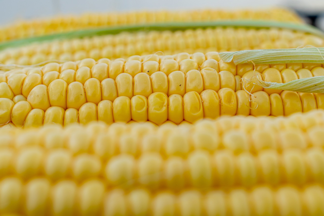 corn-5199393_1280.jpg