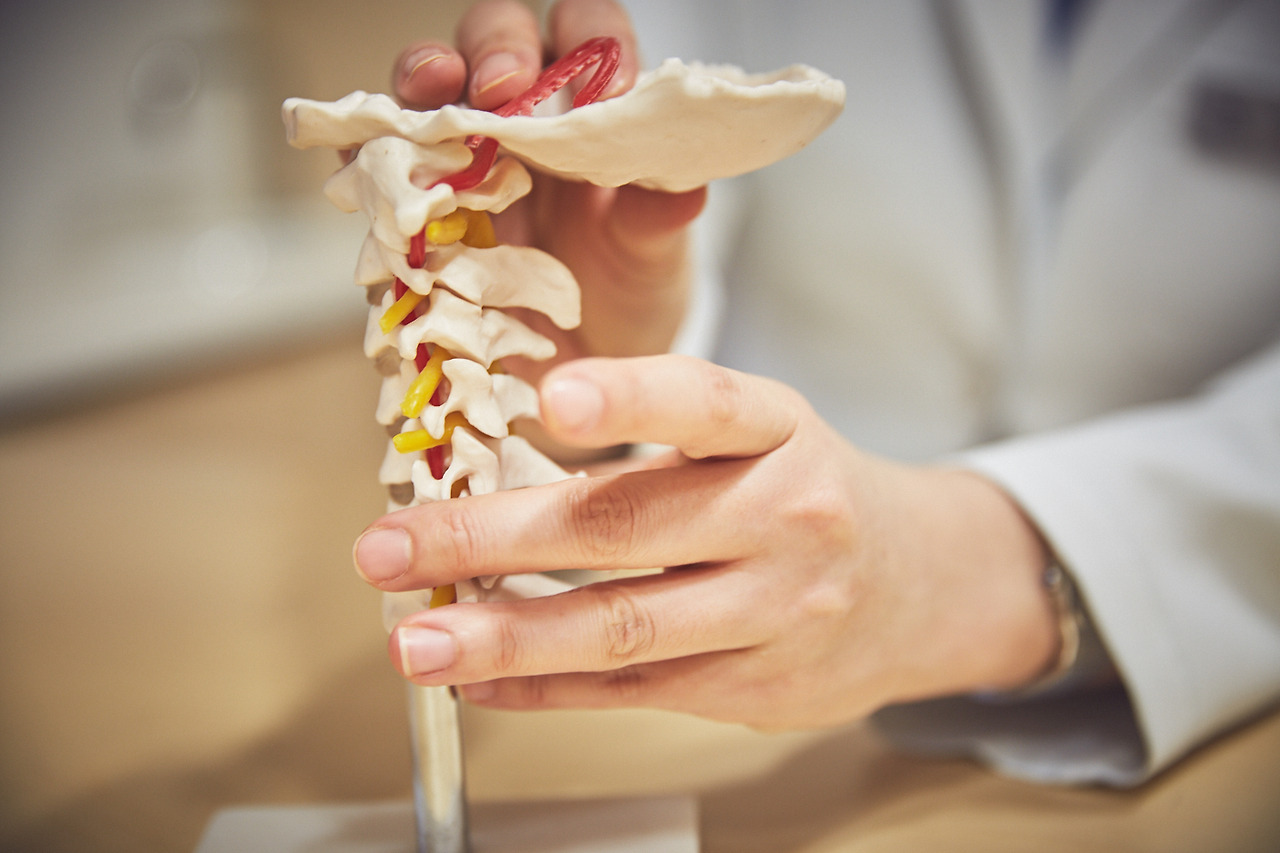 척추모형_목 (14).jpg