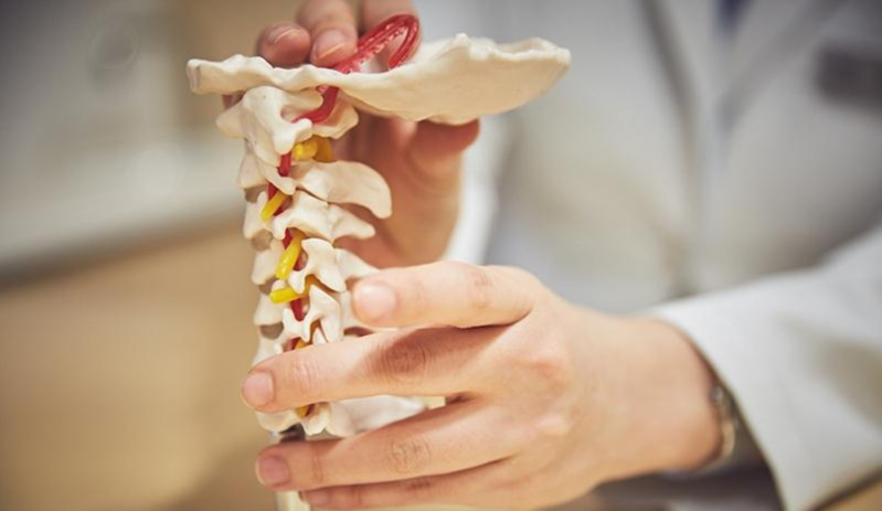 척추모형_목 (15).jpg