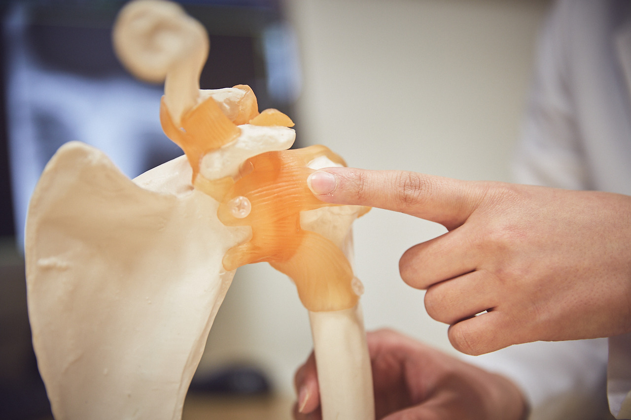 관절모형_어깨 (4).jpg