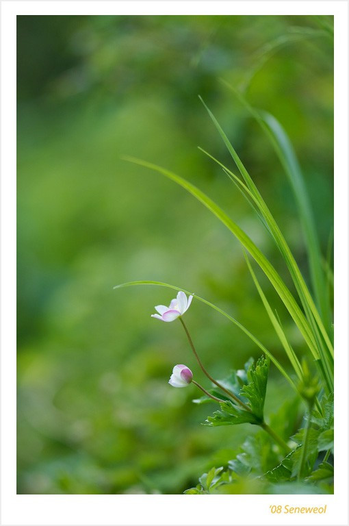 20080501  112 남방바람꽃.jpg