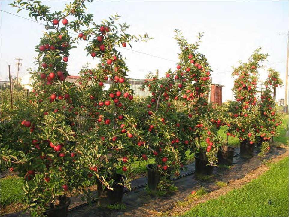 ppt-fruit-apple-nutrition-cheng-cornell-2014-eng-140606173918-phpapp01 (1)_Image.jpg