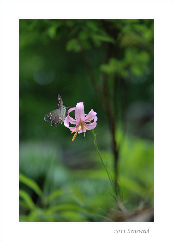 DSC_2406 솔나리.jpg