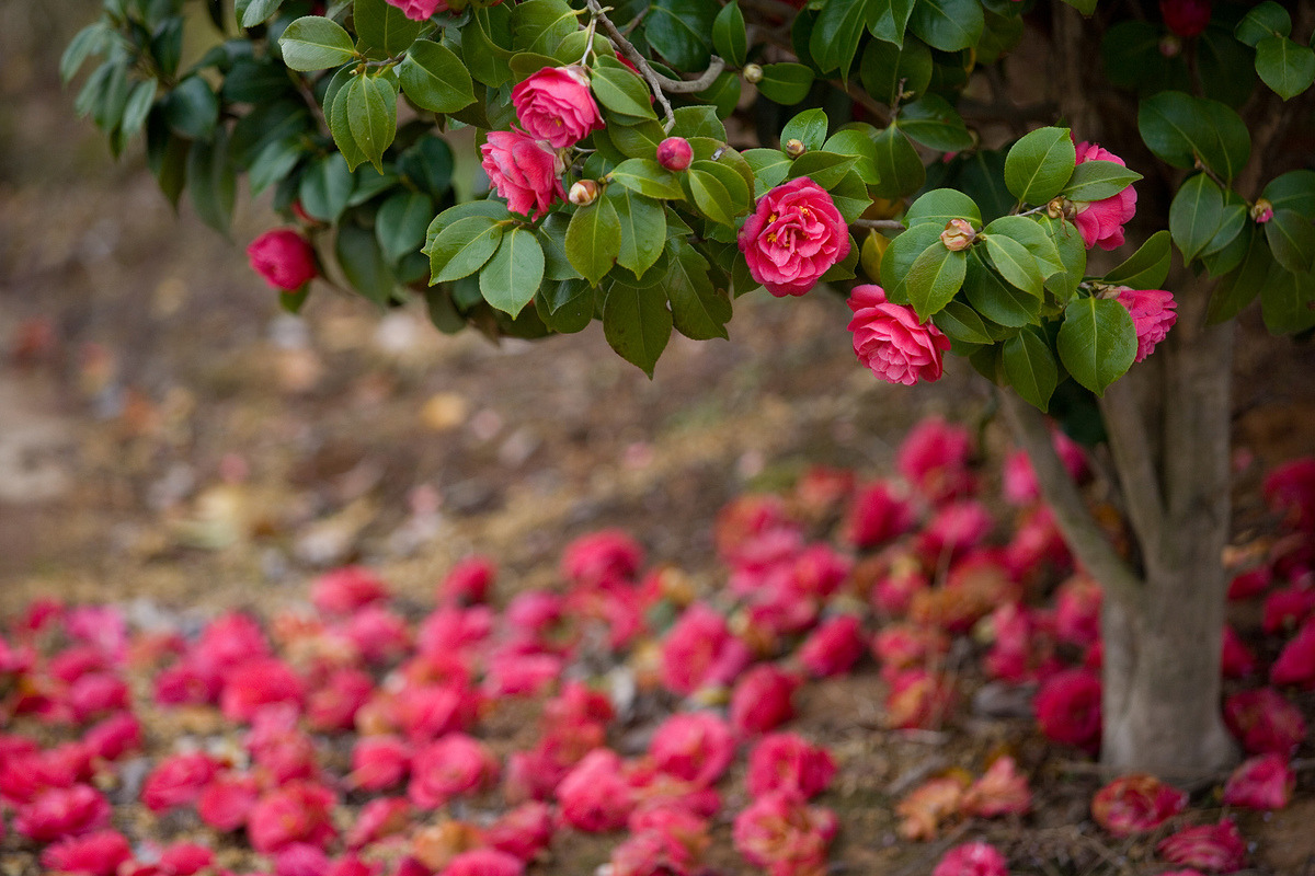 단오풍습 (18).jpg