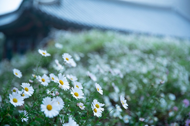 단오풍습 (25).jpg