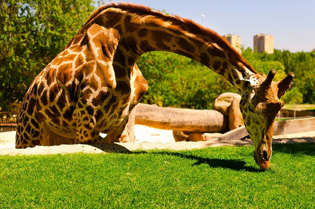 동물농장 수의사 (3).jpg