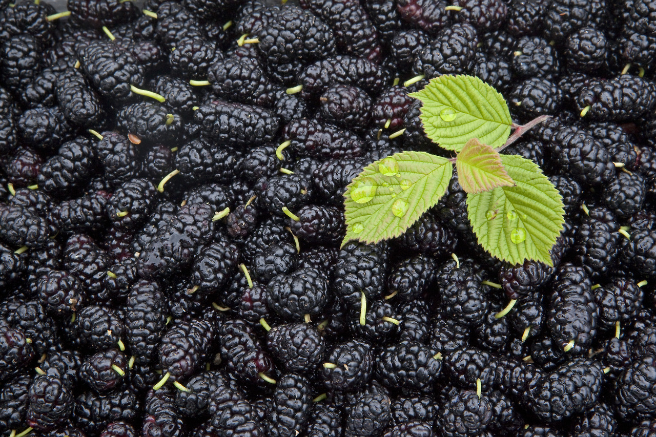 단오풍습 (10).jpg