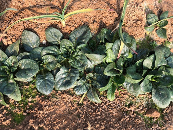 밭농사시작-비닐하우스 시금치.jpg