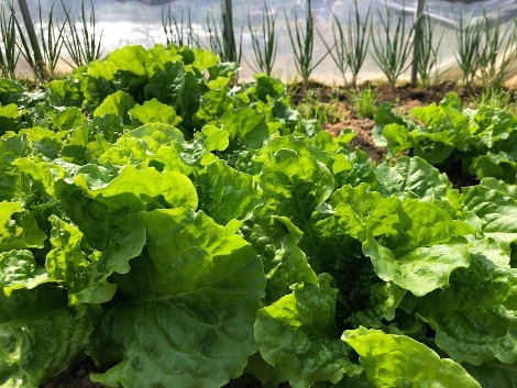 주꾸미와 쌈.jpg