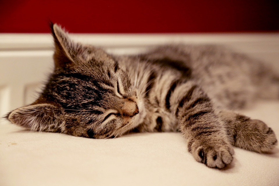 180427-3 cat-3301186_960_720.jpg