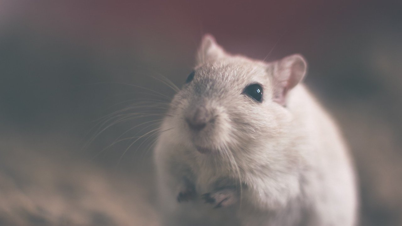 mouse-rodent-animal-rat-white-mammal-furry.jpg