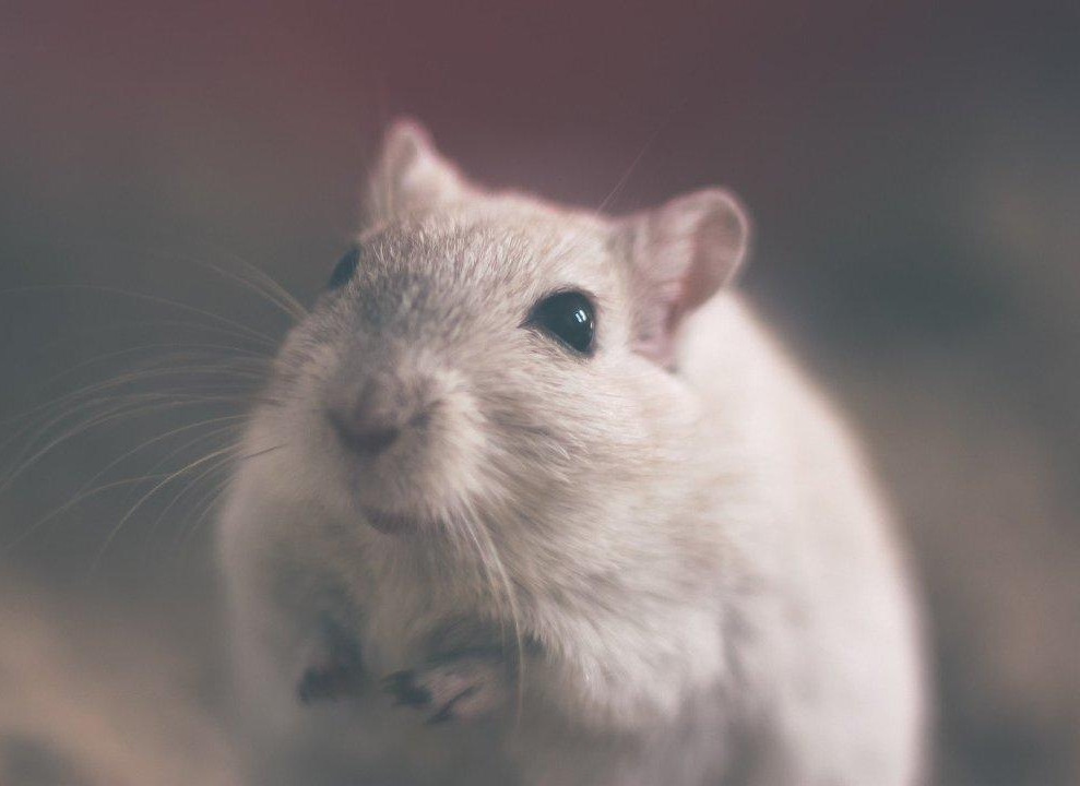 mouse-rodent-animal-rat-white-mammal-furry.jpg