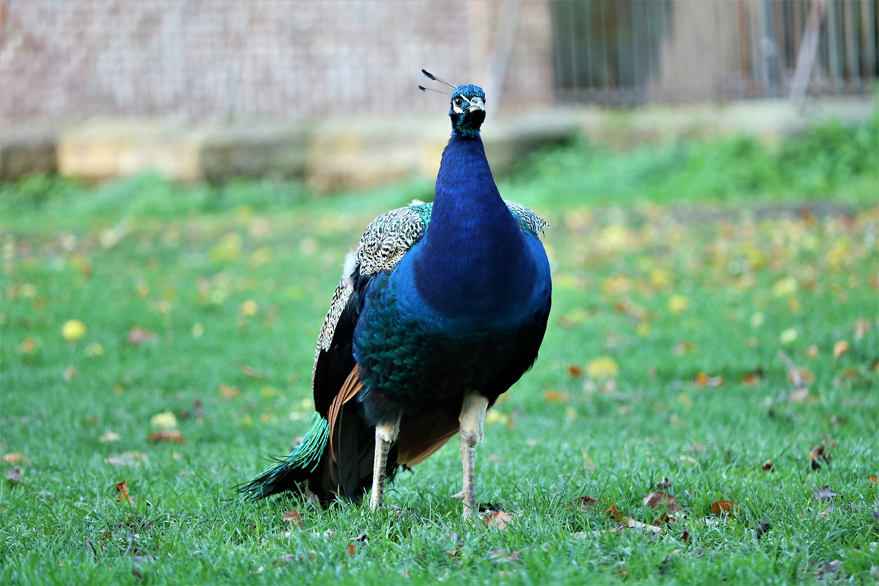 peacock-5694672.jpg