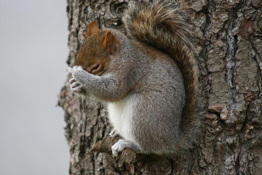 shy-squirrel-valia-bradshaw.jpg
