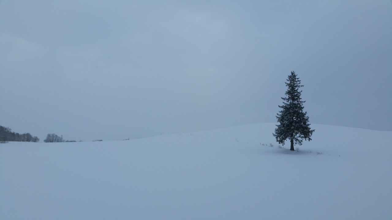 아마도, 메리와 켄의 나무...._2015 삿포로.jpg