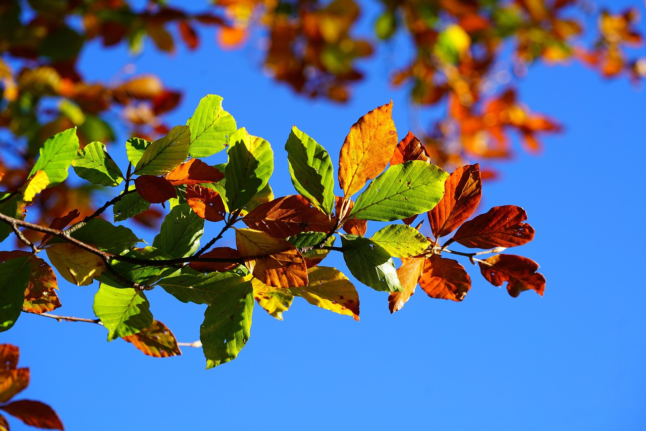 fall-foliage-2822593_1280.jpg