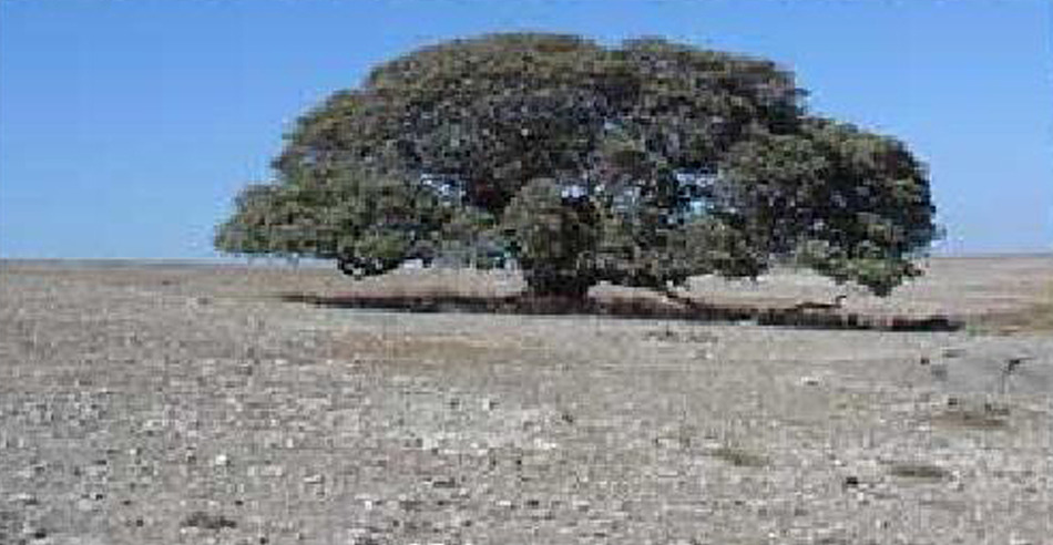 fig-tree.jpg