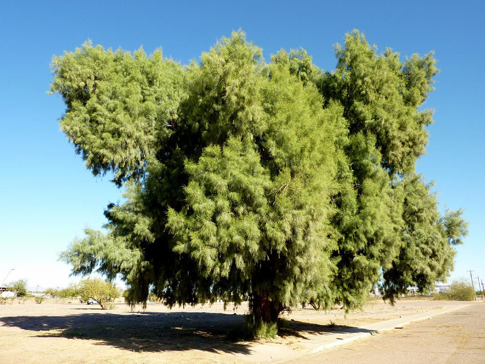 Tamarisk-Tree-Tamarix-aphylla.jpg