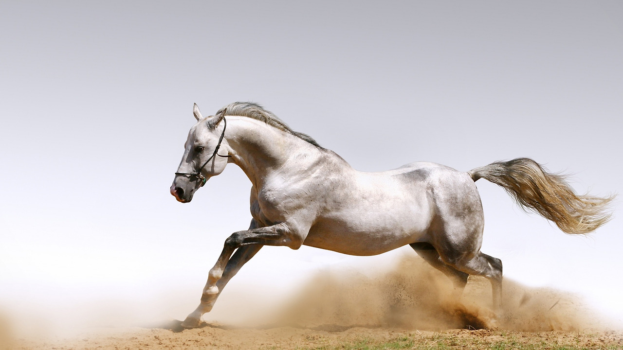 White-Horse-horses-35203702-1920-1080.jpg