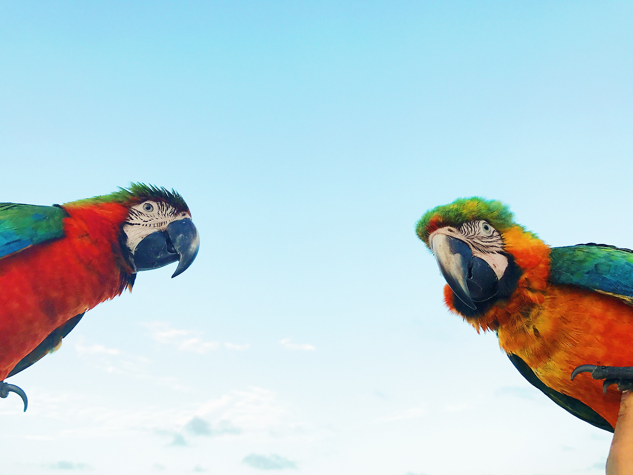 man-holds-two-colorful-macaw-parrots-his-arm.jpg
