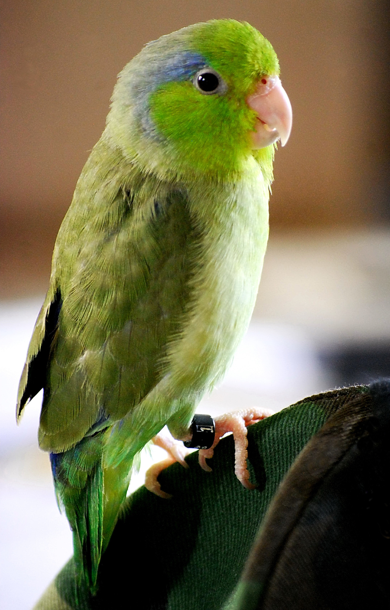 Jackson_-_Pacific_Parrotlet.jpg
