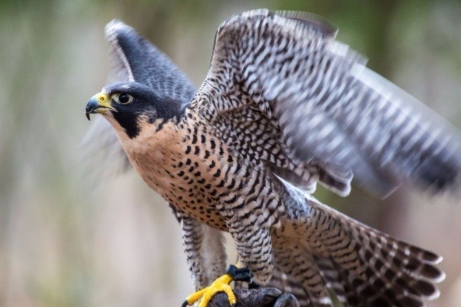 2017101310554700916b46a429cc12211501921 (1).jpg