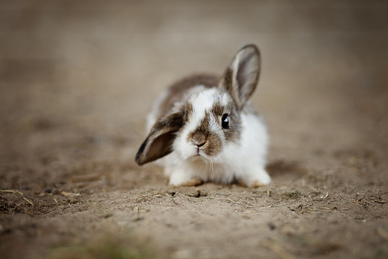 rabbits-4890861_1280.jpg