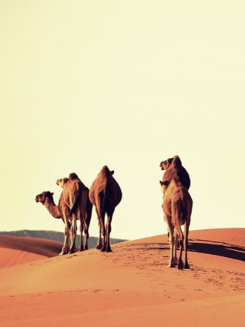 쿠스쿠스_모로코 사하라 사막_사진 무료 제공 사이트.jpg