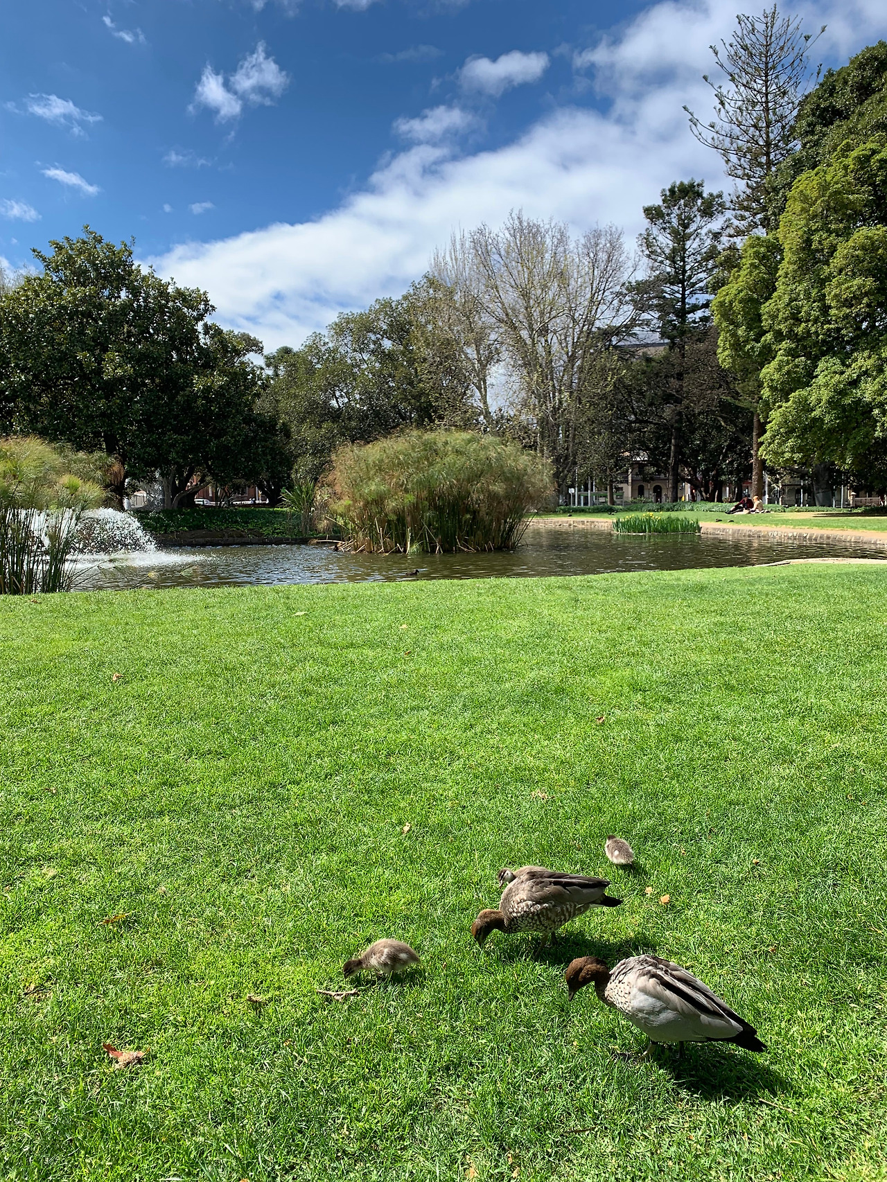 12월_호주_파파라치 (13).jpg