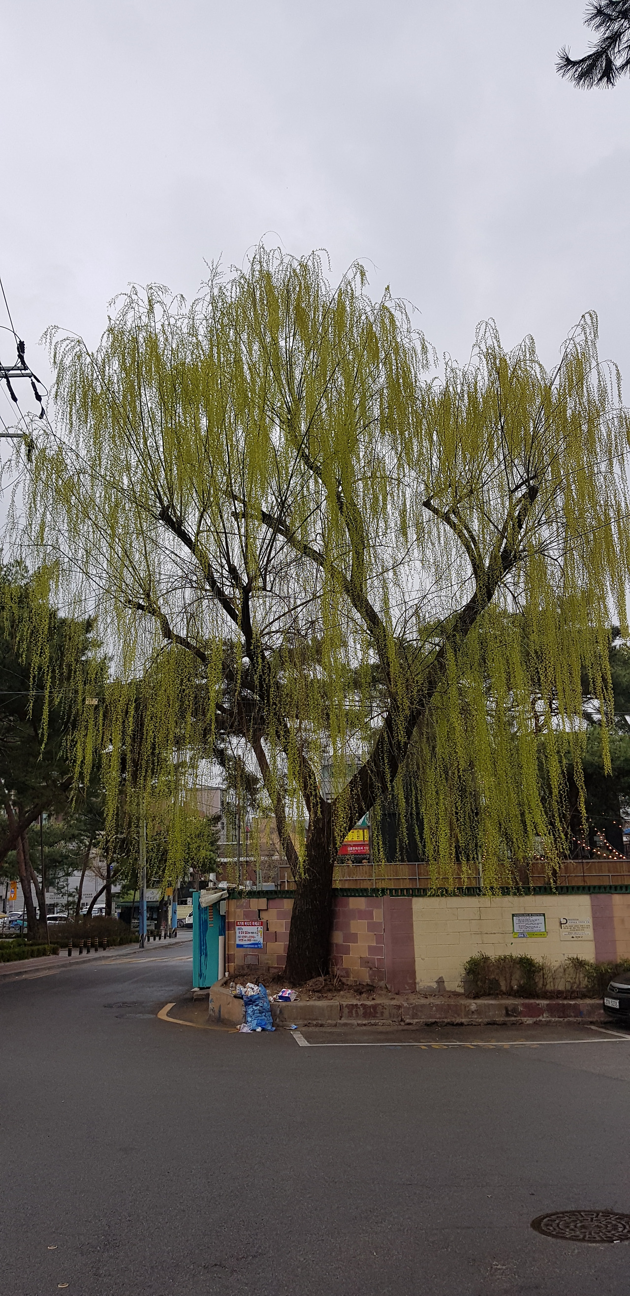 버들.jpg