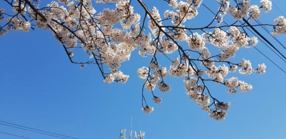 벚꽃.jpg