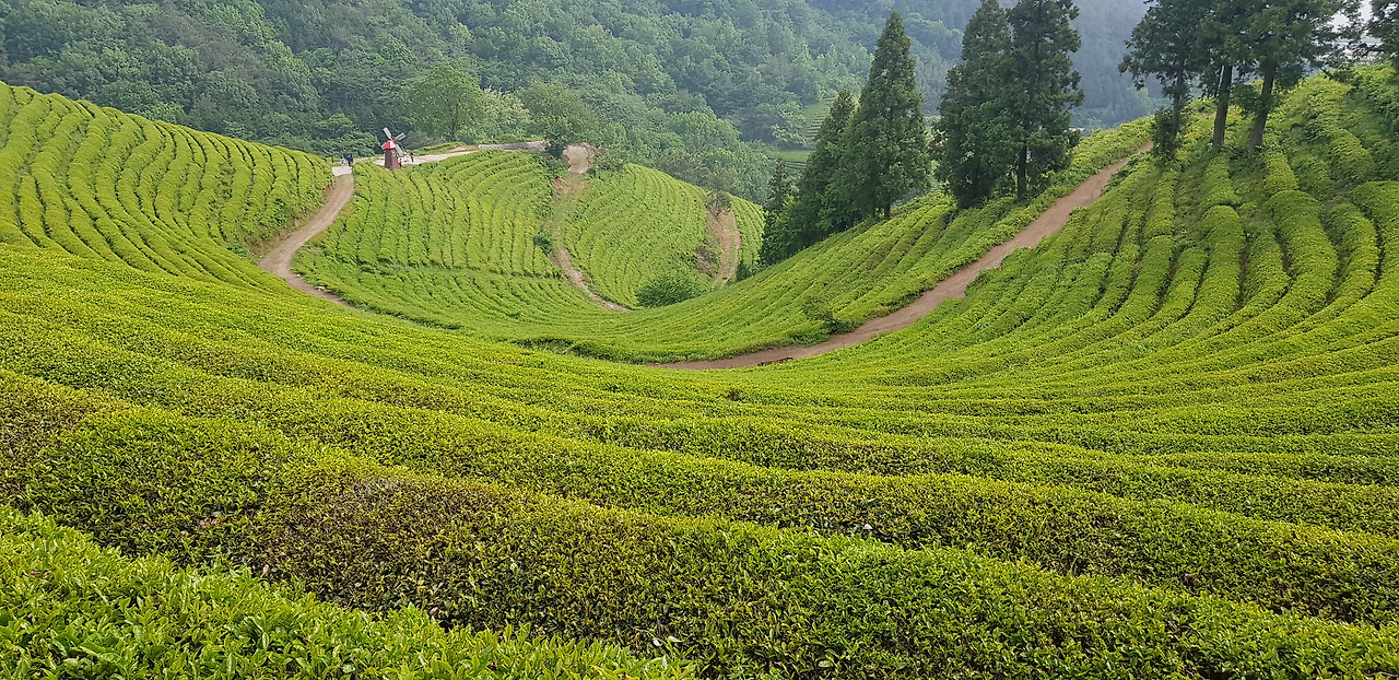 보성차밭.jpg