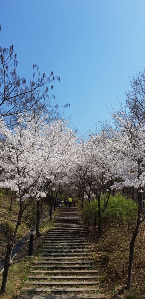 벚꽃계단.jpg
