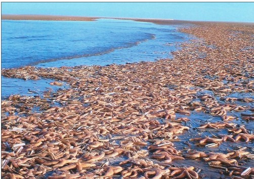 불가사리 줍는 노인수정 .jpg