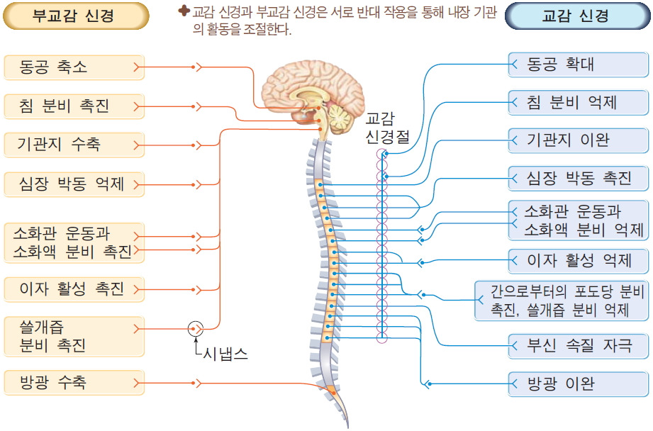 교감.jpg