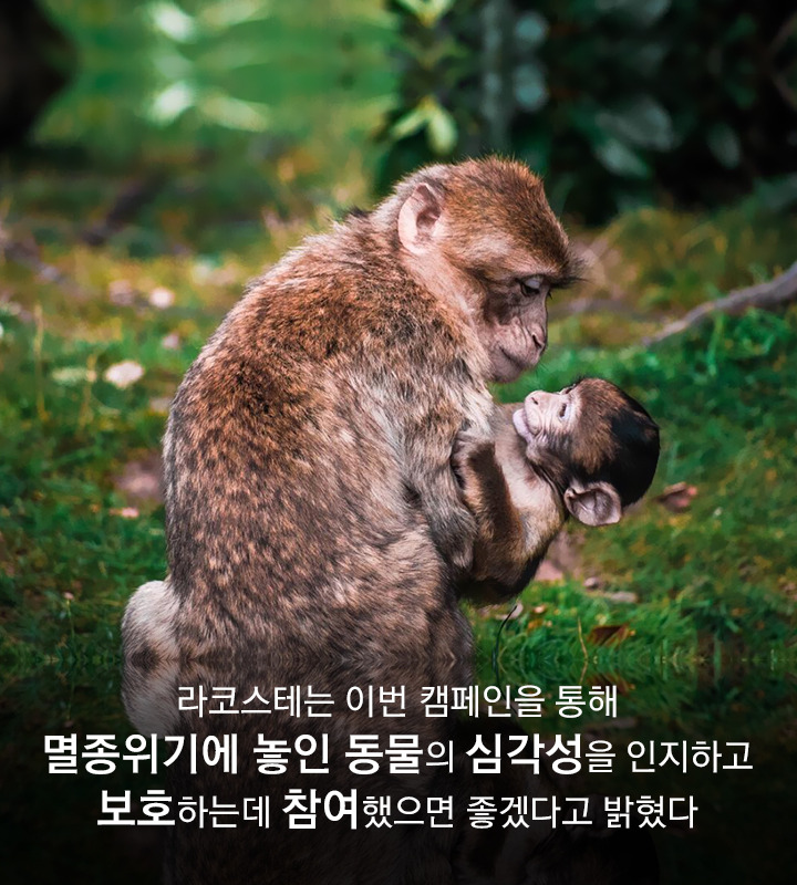 vol.33_라코스테_10.jpg