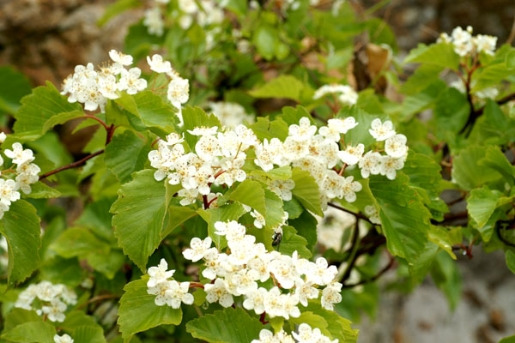 팥배나무꽃 국생종.jpg