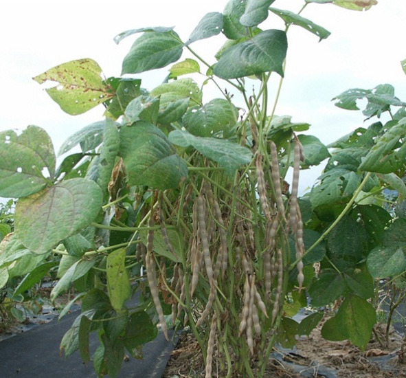 팥꼬투리 농사로.jpg