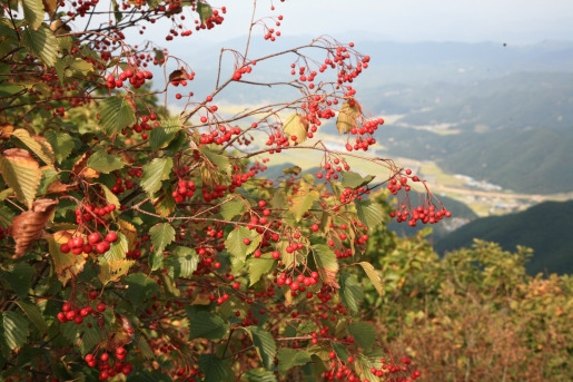팥배나무 열매 국생종.jpg