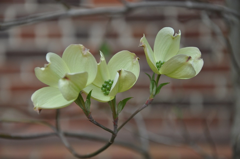 dogwood-2468573_960_720.jpg