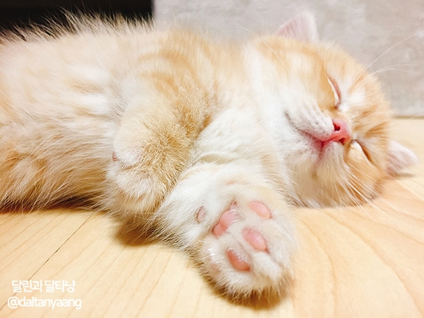 달린과달타냥_먼치킨_아기고양이_먼치킨고양이_숏레그_초보집사_05.jpg
