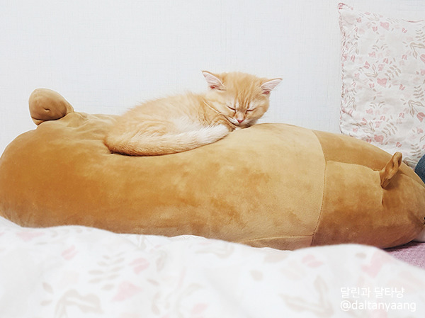 달린과달타냥-침대2.jpg