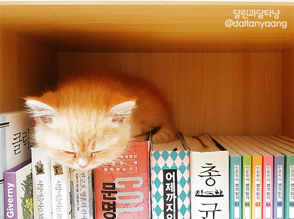 달린과달타냥-책꽂이.jpg