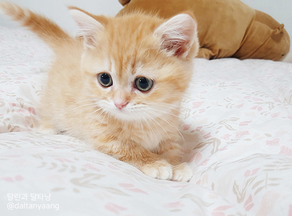 달린과달타냥-아기고양이.jpg