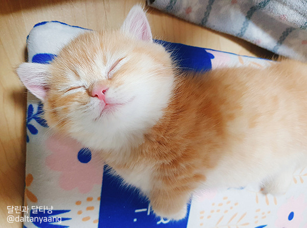 달린과달타냥-아기고양이수면2.jpg