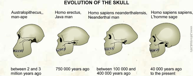 019 Evolution of the skull.jpg