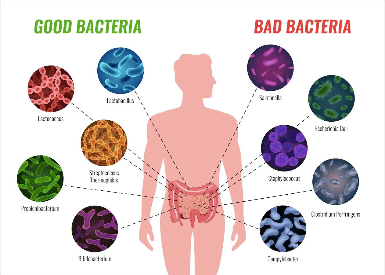 microbiome-explained-everything-you-need-to-know-20-min-read-666658.jpg