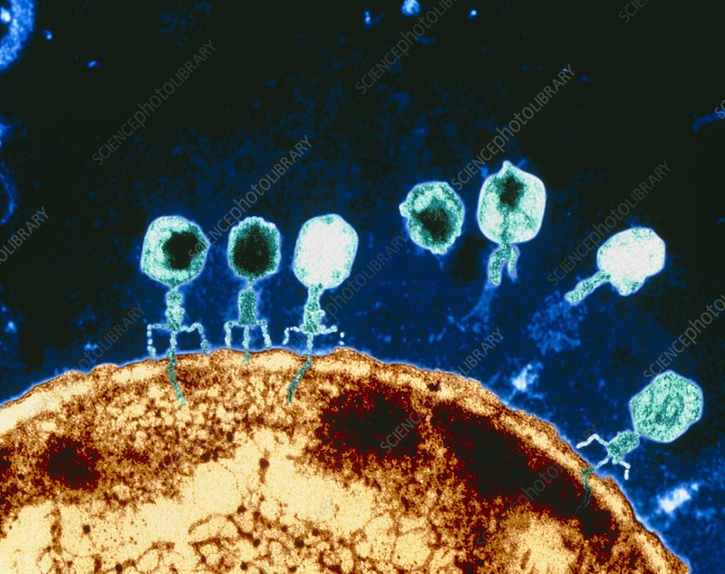 M0900070-Coloured_TEM_of_T-bacteriophages_attacking_E_coli.jpg