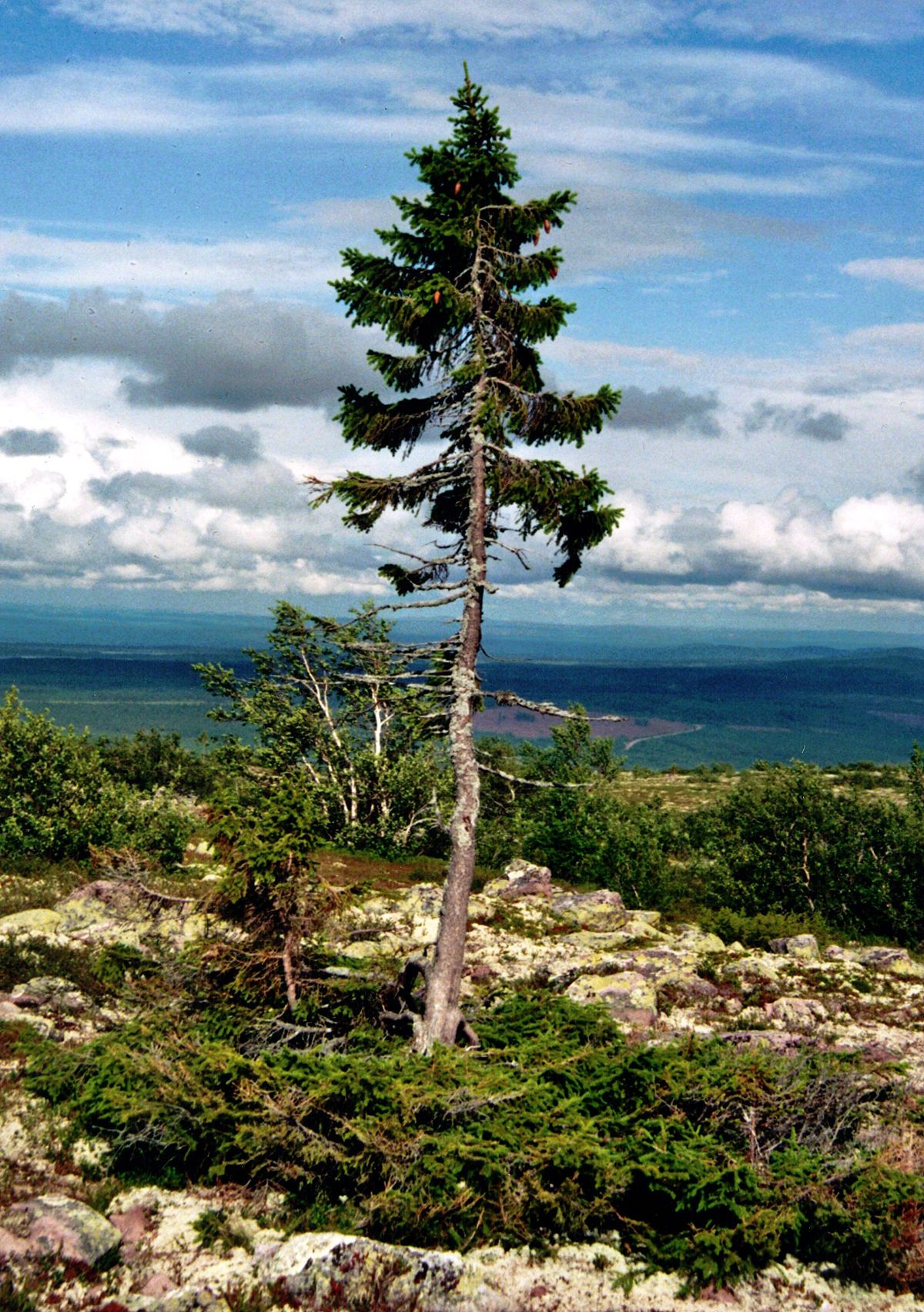 1200px-Old-Tjikko-2011-07-19-001.jpg